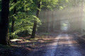 Allee mit Waldpfad